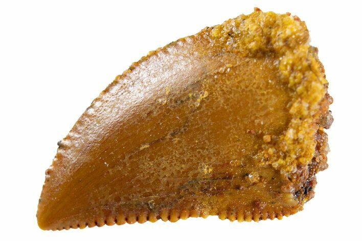 Serrated Raptor Tooth - Real Dinosaur Tooth #346991